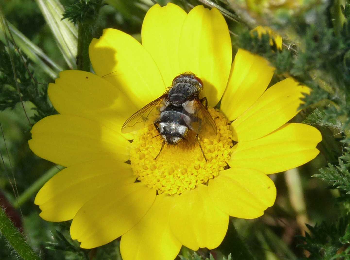 2 Tachinidae (spero ...)